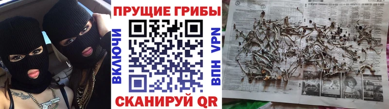 цены   Гудермес  Псилоцибиновые грибы Cubensis 